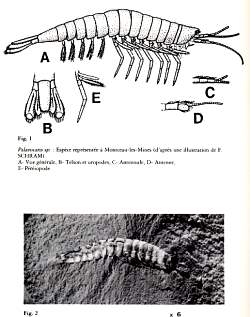 Palaeocaris sp. Esp�ce repr�sent�e � Montceau les mines (d'apr�s une illustration de F. SCHRAM) bulletin Soci�t� Histoire Naturelle Autun N�115 page 70 1985 par Sylvie SECRETAN