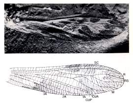 Apsidoneura sottyi n. sp. photographie de l'holotype. Laurie BURNHAM Annales de Pal�ontologie volume 70 1984 fascicule 3 page 173