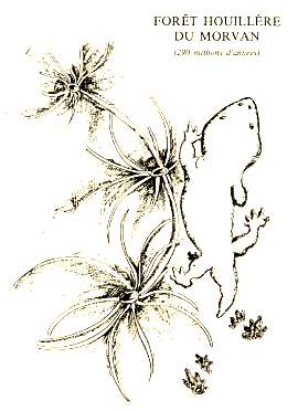 for�t houill�re du Morvan .. repr�sentation de annularia stellata et un amphibien par Annie Sotty