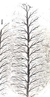 pecopteris unita BRONGNIART .. remarquez la forme tr�s particuli�re de la nervation ..Mus�um d'Histoire Naturelle d'Autun Collection Sotty page 20