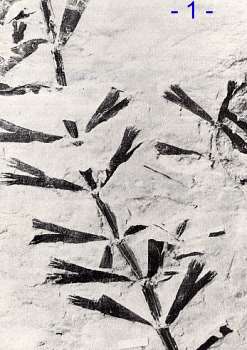 collection sotty .. sphenophyllum longifolium Gutbier