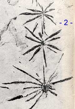 collection sotty ... annularia spicata Gutbier