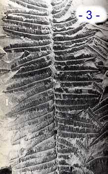 collection sotty ... pecopteris arborescens Schlotheim
