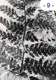 collection sotty .... Dicksonites sterzeli Zeiller