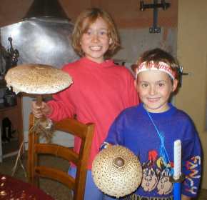 Amandine et Victor, et un de leur loisir favori ... le ramassage des champignons ... ici des coulemelles ramass�e dans les pr�s de son papa ... il ne contient ni engrais bizarre ni insectiside m�thode ... pros de la biotechnologie