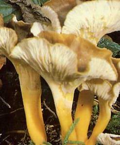 la chanterelle grise ... in�galable dans les sauces ... pas de confusions possibles ... mais attention ils sont souvent m�lang�s avec des cortinaires dangereux