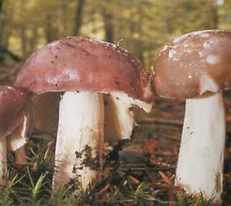 un tr�s bon chamignon d'accompagnement au go�t subtile et � la chair ferme ... la charbonni�re 