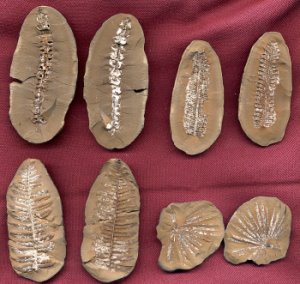 Nodules avec v�g�taux ... Annularia stellata et plus rare dans les nodules .. pecopteris avec fructification, alethopteris costei et calamostachys sp